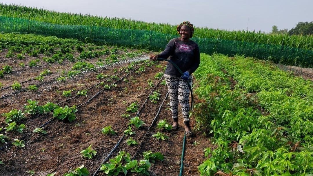 An ELA farmer watering rows of chemical-free crops by hand