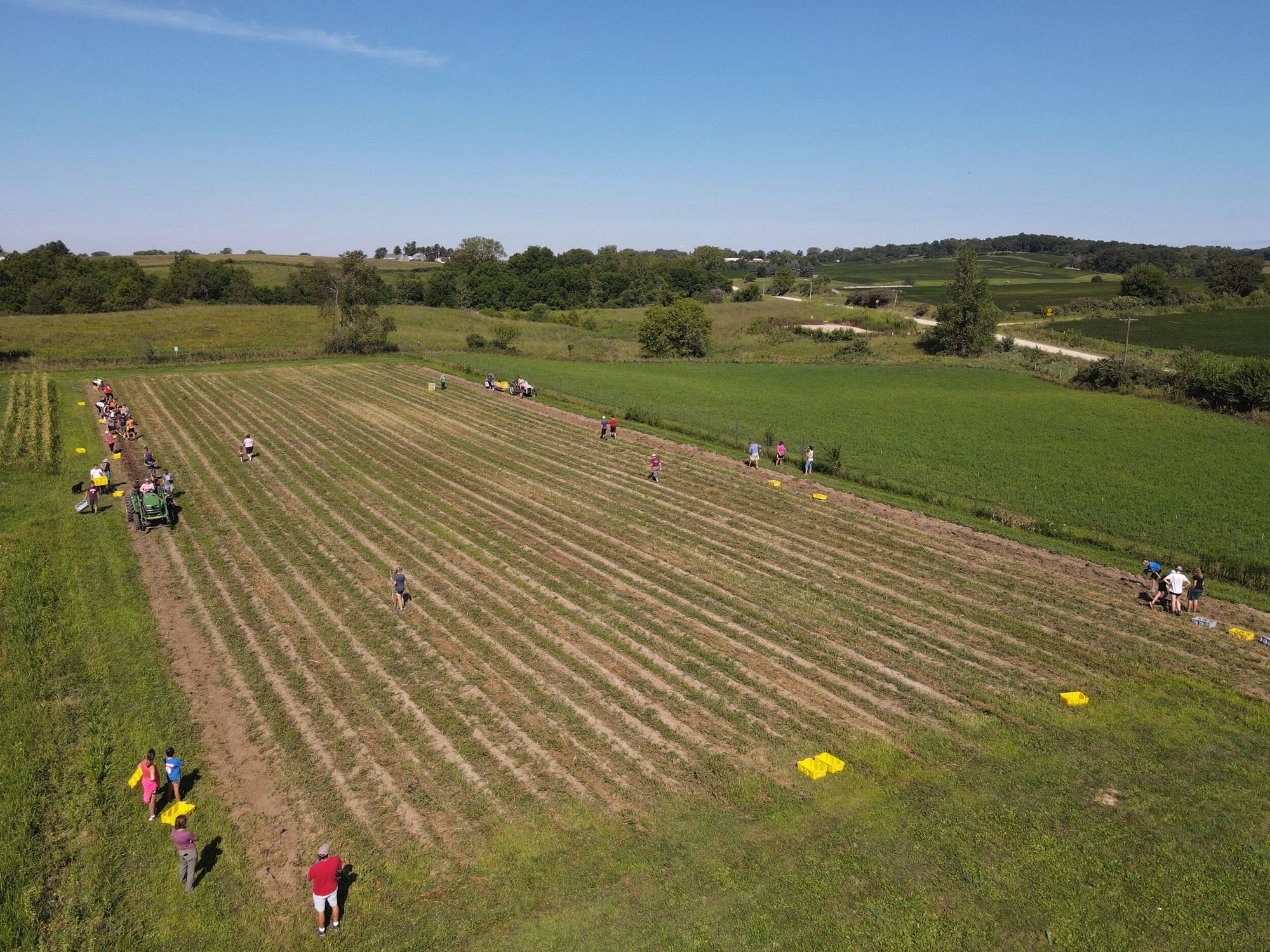 Aerial view of volunteers gleaning a harvest across an Iowa field, yellow crates lined up between the rows