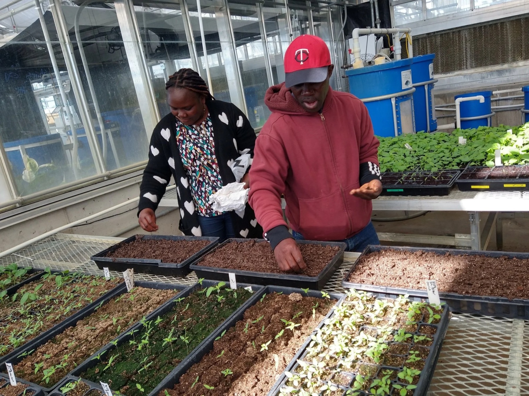 Two ELA farmers starting seedling trays in a greenhouse