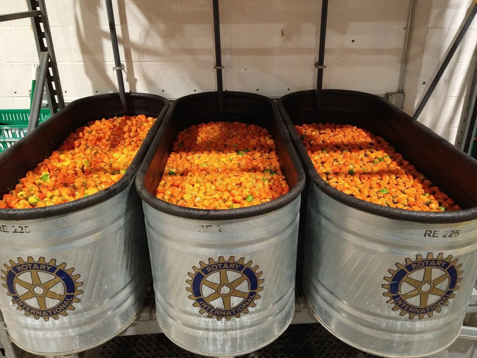 Three galvanized troughs brimming with bright orange habanero peppers at harvest